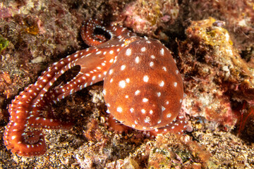 Fabiana / White-spotted octopus (Callistoctopus macropus) in Tenerife, Canary Islands, Spain. © Krzysztof Bargiel