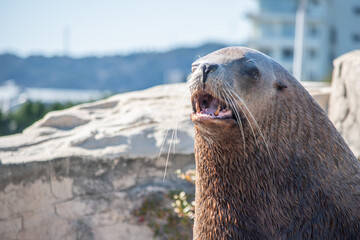 愛らしいアザラシは種類もたくさんあります。中には1,500 mまで潜水した記録がああるそうです。 © Bogey Yamamoto
