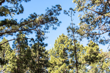 Obraz premium Pine forest, Teide national park, Tenerife, Canary Islands, Spain