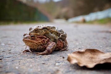 Krötenwanderung im Teichtal / Hainrode (Thüringen). Ein Pärchen Erdkröten machen sich auf den Weg über die Straße zum Teich.