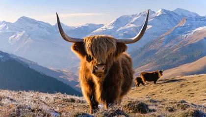Crédence de cuisine en verre imprimé Highlander écossais  A highland cow with huge, prevalent horns gazes at the camera.
