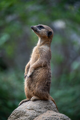 Naklejka na ściany i meble meerkat perched on a rock
