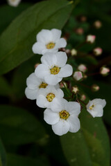 東京赤坂にある東京ミッドタウンの雪柳