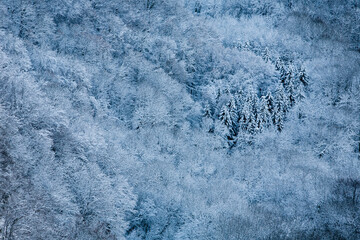 Foret sous la neige