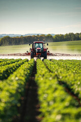 A tractor is spraying a field of green plants