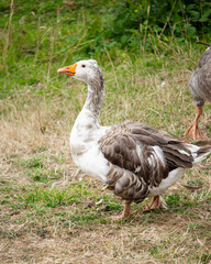 Closeup of goose on the grass, domestic bird