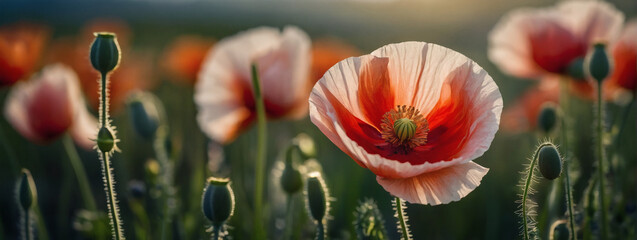 A beautiful common poppy Papaver rhoeas stands tall, its delicate petals dancing in the breeze,...