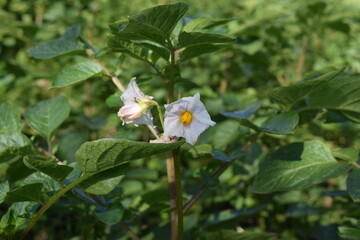 Potato white flowers