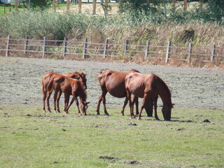 Chevaux en Andalousie