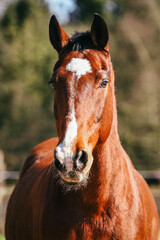 Frontal picture of bay KWPN gelding with big white marking on head with natural background