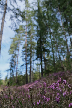 heather blossom in a pine forest