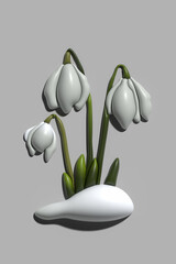 3d Realistic Snowdrop Flower. Galanthus