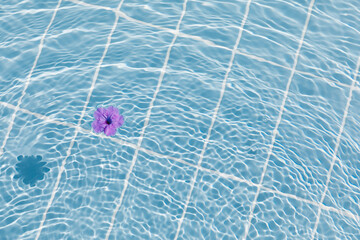 Purple flowers of hibiscus on a clear blue water surface. Ripple wave, splashes and drops in swimming pool. Summer mood, vacation, relax and beauty concept background.