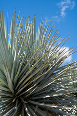 Naklejka na ściany i meble Agave Joshua Tree plant, against a blue sky in Arizona