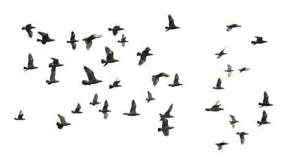 flock of birds flying isolated on transparent background cutout - obrazy, fototapety, plakaty
