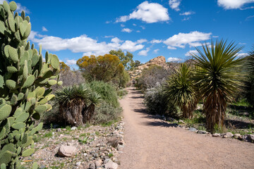 Desert scenery and cactus - Boyce Thompson in Superior Arizona