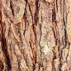 Textura de corteza de arbol con alto nivel de detalle, lente macro.