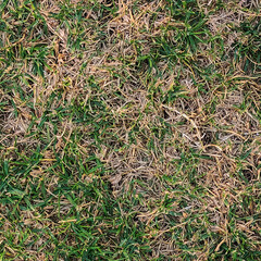 Textura de césped para usar en programas de diseño 3d y arquitectura 