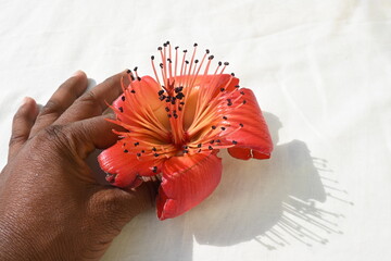 Red cotton tree flower. Bombax ceiba, like other trees of the genus Bombax, is commonly known as cotton tree. It's other names red silk cotton flower, red cotton tree, silk cotton flower and  kapok.