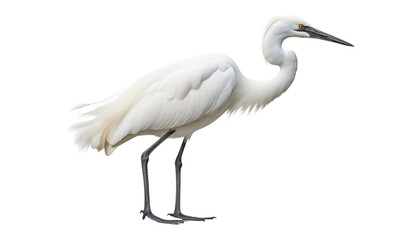 Obraz premium great white heron isolated on transparent background cutout