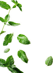 Fresh green mint leaves, cut out transparent