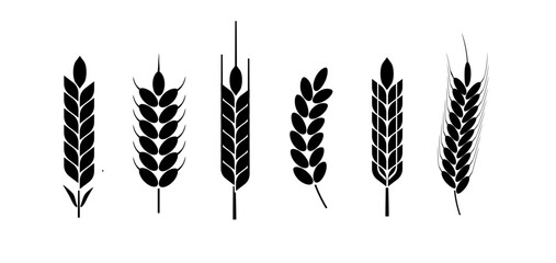 Wheat and rye logo ears. Barley rice grains and elements for beer or organic agricultural food. Vector - Powered by Adobe