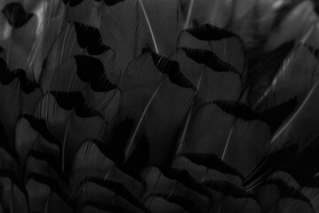 black feathers with an interesting pattern. background - obrazy, fototapety, plakaty