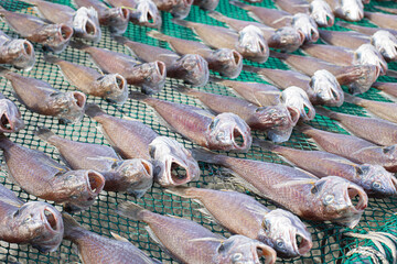 Red rockfishes are being dried on green net