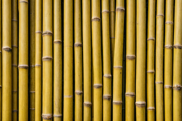 Background is made of vertical whole dry stems of yellow bamboo. Dense laying of trunks of different width, one row thick. Natural ecological material for design. Complete filling of frame. Close-up.