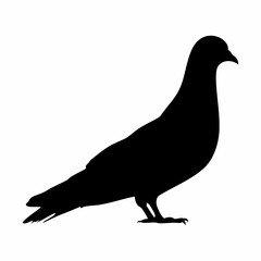 Pigeon Bird silhouette illustration Image