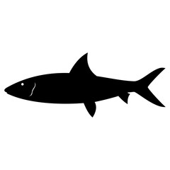 Redfish silhouette illustration. Vector image