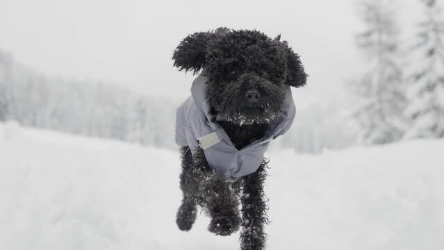Muzzle of poodle dog running in slow motion on snow