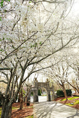 Historic Oakwood cemetery entrance and Spring trees in bloom in Raleigh North Carolina - 761605915