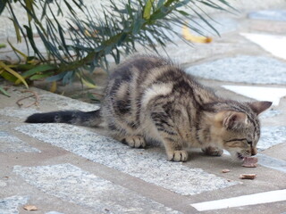Chat grisâtre