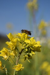 Mustard Plant flower Image