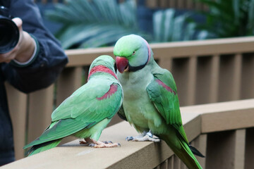 two green-sided Eclectus Parrots bird or Eclectus roratus polychloros kissing each other with the...