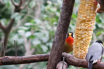 close up of grey and colourful Silver-eared Mesia birds or can be called Leiothrix argentauris eating corns on a branch