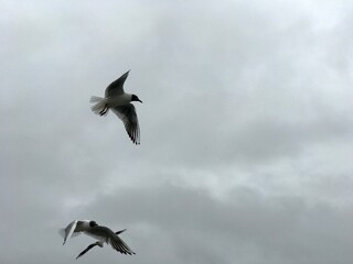 Flight Against a Grey Sky