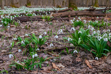 First spring snowdrops on the meadow in forest