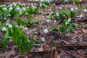 Naklejka na ściany i meble First spring snowdrops on the meadow in forest