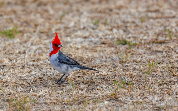 male red-crested cardinal in field