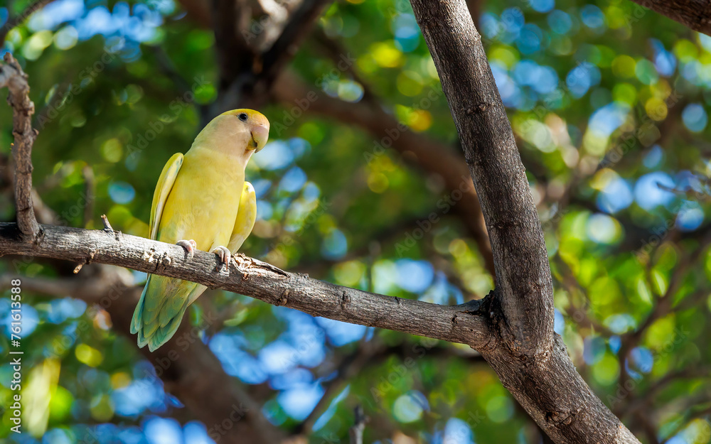 Poster Hawaiian love bird on branch