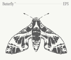 Hand drawn monochrome butterfly illustration on blank backdrop. Vector sketch. - 761613977