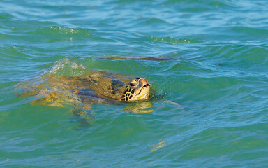 green sea turtle swimming in ocean