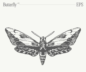 Hand drawn monochrome butterfly illustration on blank backdrop. Vector sketch.