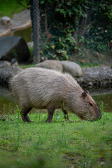 capybara eating grass