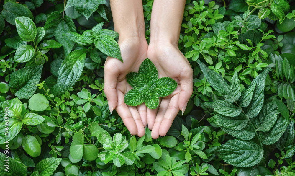 Wall mural cupped hands holding a green plant with dewy leaves, symbolizing growth and nurturing. the gentle em