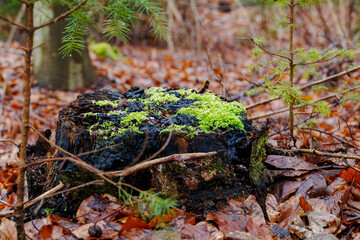 An old mossy tree stump in the forest in Siebenbrunn near Augsburg