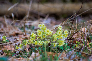 Cowslips in a meadow in Siebenbrunn near Augsburg in spring