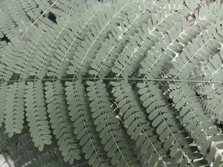 Fototapeta premium Leaves in black and white